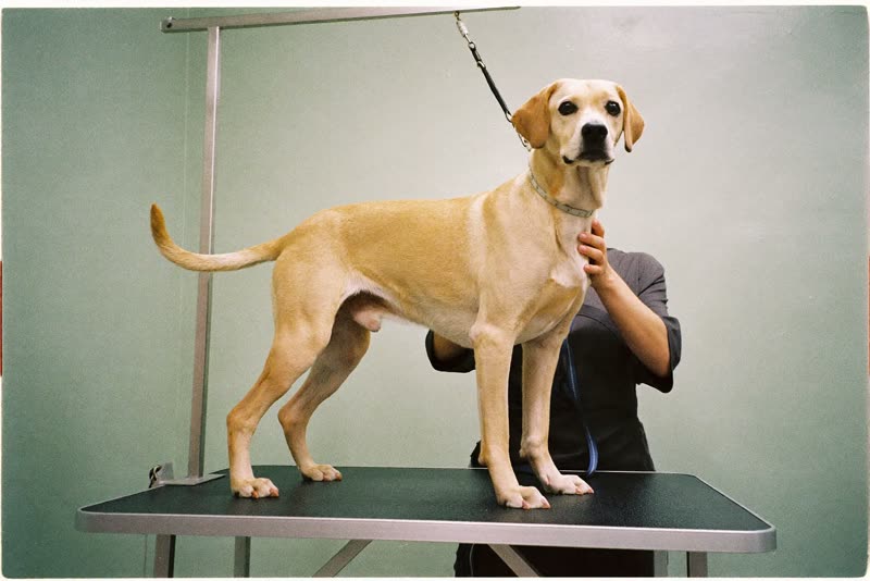 A dog standing on a grooming table while being worked on