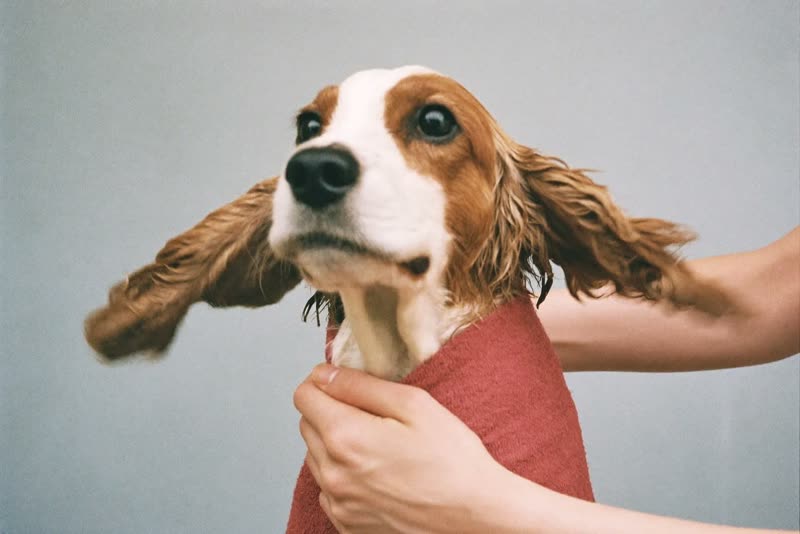 A spaniel being towel-dried after a bath