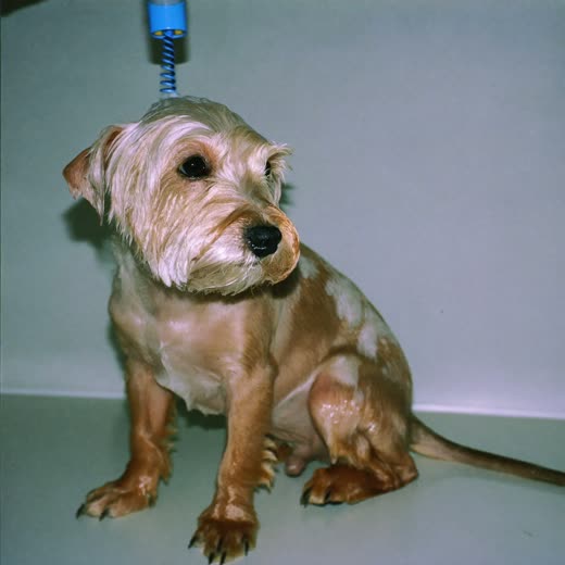 A small wet terrier being shampooed in a grooming bath